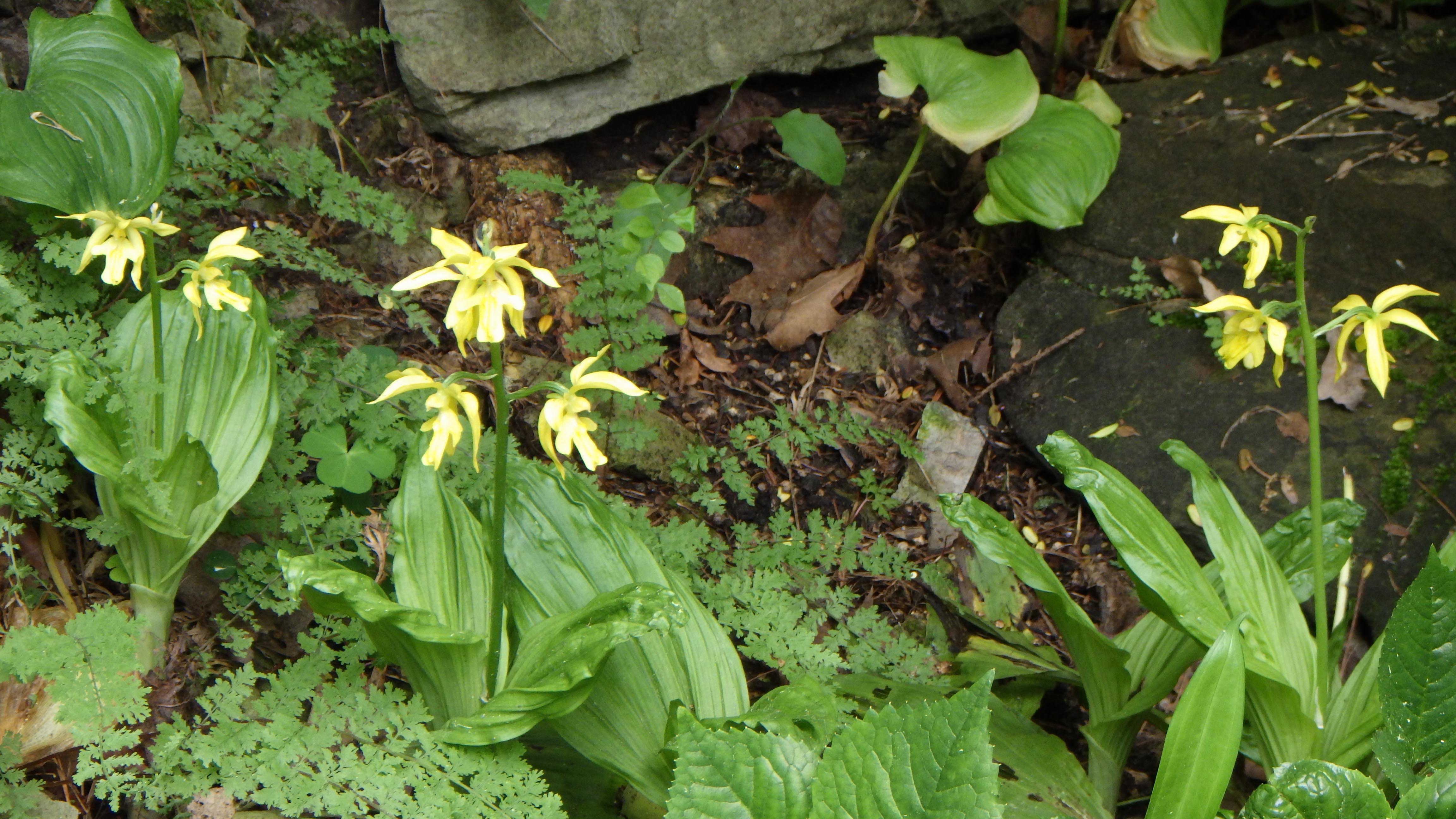 Calanthe Takane hybrid - patch after many years